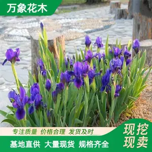 基地 常绿水生鸢尾 湿地公园挺水植物 观赏花卉绿植 绿化工程苗
