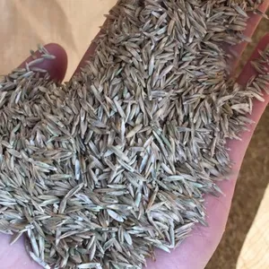 一级进口黑麦草种子批量供应