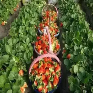 红颜草莓苗怎样管理
