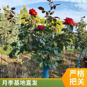 ������֬��ľ�¼� ���Ի��ܵ���С�繩Ӧ Ũ���͹����¼�����������