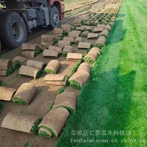 草坪多少钱一方 老鹰草草坪 草皮卷 野菊花种子