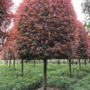 供应红叶石楠大树苗 和红叶石楠小苗子 红叶石楠基地发货价