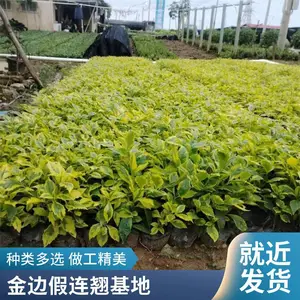���ع�Ӧ ��߼����̴�С���� ����԰���ļ�����ֲ�� ��ƺ����ֲ��
