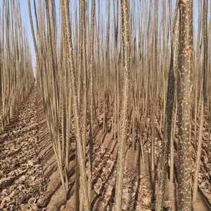 山东淄博高青杨树苗基地批发出售 一年生杨树苗产地3公分杨树苗厂家