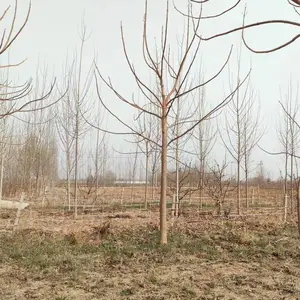 15公分至35公分紫花泡桐大树,贵州黔西泡桐小苗基地,泡桐根桩苗产地上车价格