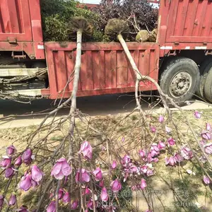 �������� У԰��·�̻�ֲ�� �ļ�����Ҷ ������ľ ����5��6��