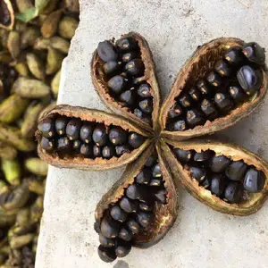 ĵ������ĵ������ҩ����ֲ����Դͷ����Ʒ��***