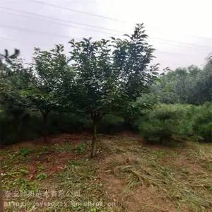 ӣ���� ��Ʒ�繤���� 20����ӣ���� �������� Ʒ��