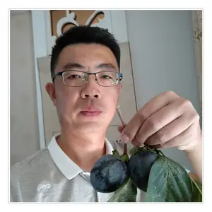 现挖现卖甜柿子苗 1公分阳丰甜柿子苗 河南阳丰柿子苗种植