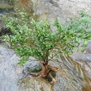 ���ش�������ˮ��÷����ˮ���� ����ľ ��̳����԰���̻�������ֲ