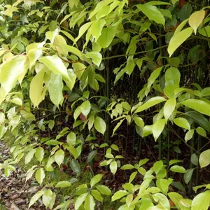 供应香樟小苗|1年生香樟芽苗|销售1公分香樟、米径2-5公分香樟