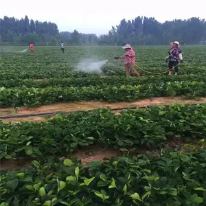 销售红颜章姬甜宝草莓 脱毒法兰地甜查理草莓价格 妙香丰香草莓