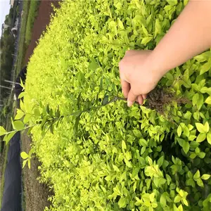 福建宁德毛杜鹃苗价格售后完善