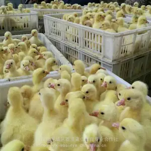 河南种草养鹅,草粉鹅饲料,鹅苗报价,果园养鹅技术