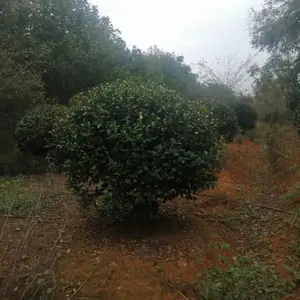 出售P80-200茶梅球,江西茶梅基地,造型茶梅树报价