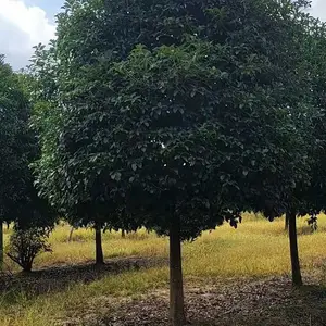桂花树 桂花苗 高杆桂花 桂花报价 基地直销