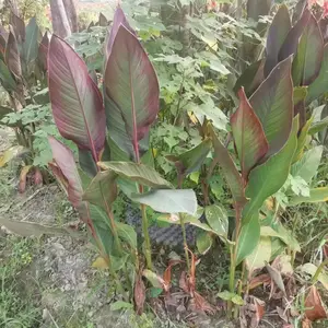 ��ɫ�����˽��Ļ��� ��Ҷ���˽����� ��Ҷ���˽� ����������̻�С��