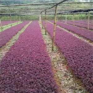 广州红花继木球 萌芽性强耐修剪 喜湿耐阴常绿地被灌木