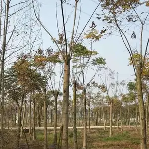 ��Ӧ�Ĵ��ɶ������۸�������������