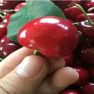 �����Ӵ�ӣ���� ���ż��� ˧��԰�ճ� ���������� ����ֱ��