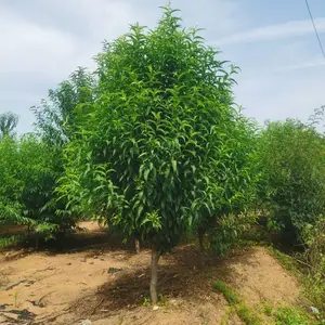 ������ֲ ��Ҷ�� ����������������Ʒ����ȫ ͥԺֲ�﹤���̻���ľ