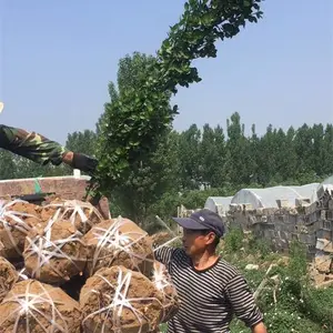 山东泰安0.5-3米高北海道黄杨绿化苗销售中心