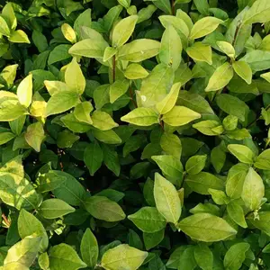供应金观音茶苗良种茶苗金观音苗子茶苗茶树种苗早熟种苗