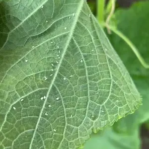 抗性粉虱、斑潜蝇专用助剂,前打后落、立杆见影