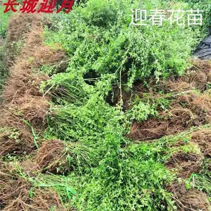���� ���̻��� ӭ���� ԰���̻��ٱ�ֲ�� ���ӻ��� ����԰��