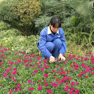 成都小区物业园林景观绿化养护 乔木灌木绿植绿化维护