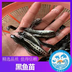 大规格黑鱼苗杂交生鱼苗产地货源