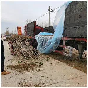 ������ֲ������ӣ���� ��������п� �������� ��ũũҵ