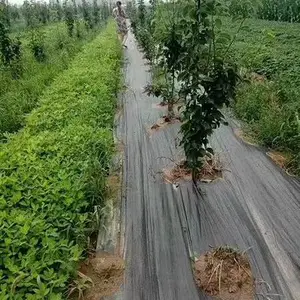 打孔切片防草布 盖草地膜 火龙果种植防草地布 ***