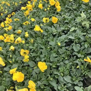 出售冬季春季时令草花，三色堇基地，角堇大量上市了