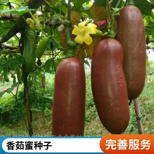 长的像大香肠的瓜你见过吗 香茹蜜