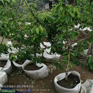 ӣ���� ��������ӣ������ũҵ�ֻ���Ӧӣ����