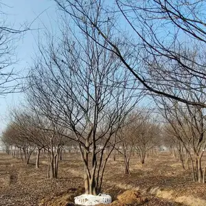 丛生朴树价格怎么样 拼栽和原生态报价不一样