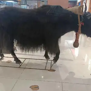 �轺��˾����
