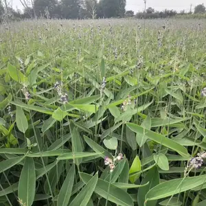 批发再力花工程苗子 再力花基地 16杯再力花出售 再力花盆苗