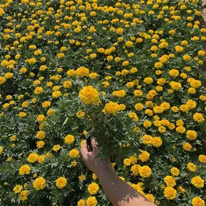 山东春泥园艺 工程绿化用橙黄色孔雀草基地直销