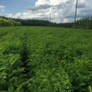 重庆市江北区哪有卖高速公路边坡绿化用的CF网、铁丝网、三维网 、 江北区绿化草种花种