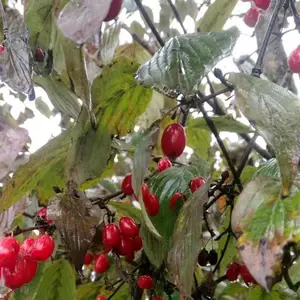山茱萸 小区庭院公园庭荫绿化行道风景树 路边园林观赏种植