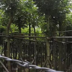 ���ϻƻ���������ֱ��-���ϻƻ������ֱ��5-20�ִ���