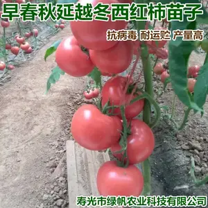 早春秋延越冬专用西红柿苗 番茄苗 秋延拱棚专用西红柿苗 越冬西红柿苗
