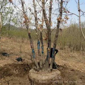东北辽宁供应 丛生蒙古栎 柞树像树辽东栎 大树 小苗