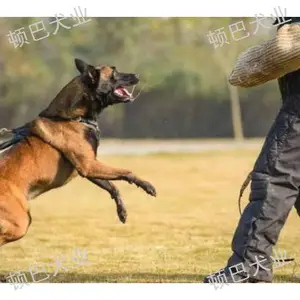 盘龙区训犬随行 *** 昆明顿巴犬业供应