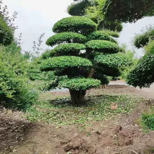 湖北对节白蜡盆景,湖北便宜对节白蜡