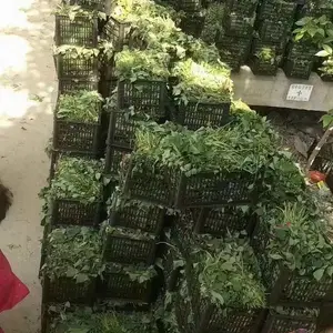 ���� ������ �ڷ� ����13�Ѷ�������Ʒ����ȫ ��������ֲ