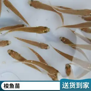 红眼支鱼苗大量批发 病害少 成活*** 生长速度快 空运全国