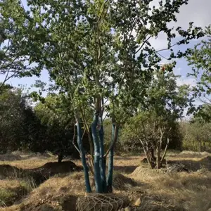 ������������������߶�6-10�׾���԰�ֹ�԰�쾰�̻��е���ֲ��